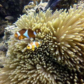 Backscatter Underwater Video & Photo - Photography Stores & Services Near Me - Monterey, California