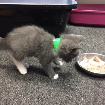 Aloha Kitty Cafe - Pet Adoption Near Me - Kailua, Hawaii
