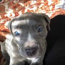 Duckworth Animal Hospital - Newest patient Roxie Blu