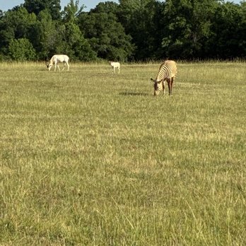 Georgia Safari Conservation Park - Zoos Near Me - Madison, Georgia