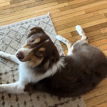 Petsense - My dog after the groomers - Pet Groomers Near Me - Morristown, Tennessee