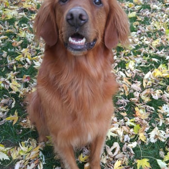 Lark's Pet Sitting Service - Dog Walkers Near Me - Boulder, Colorado