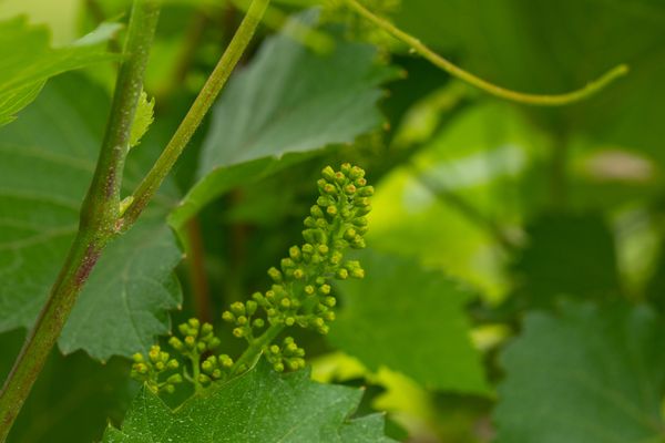 7 Vines Vineyard and Winery by null