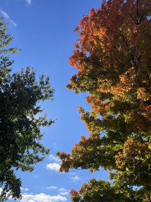 Cherokee Park by null