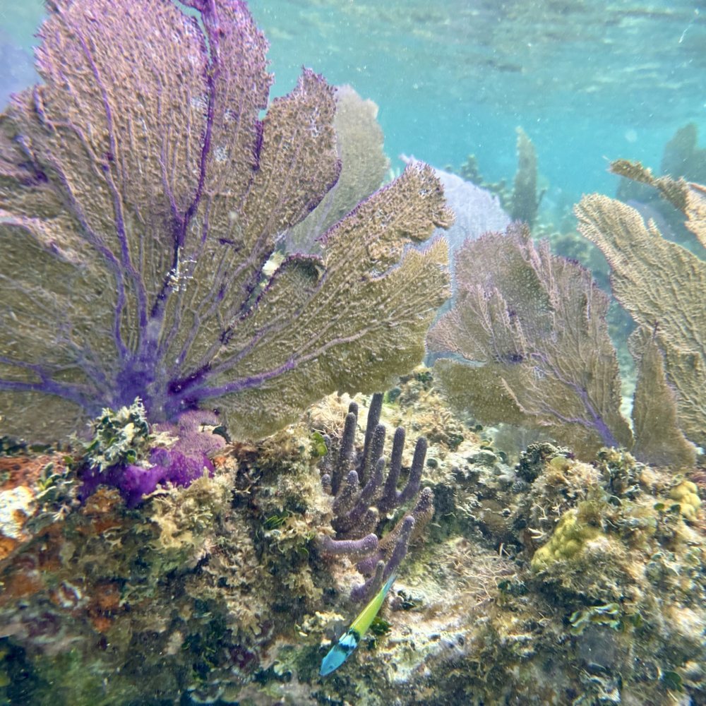 Sky Reef - Mexican Near Me - Cozumel, ROO