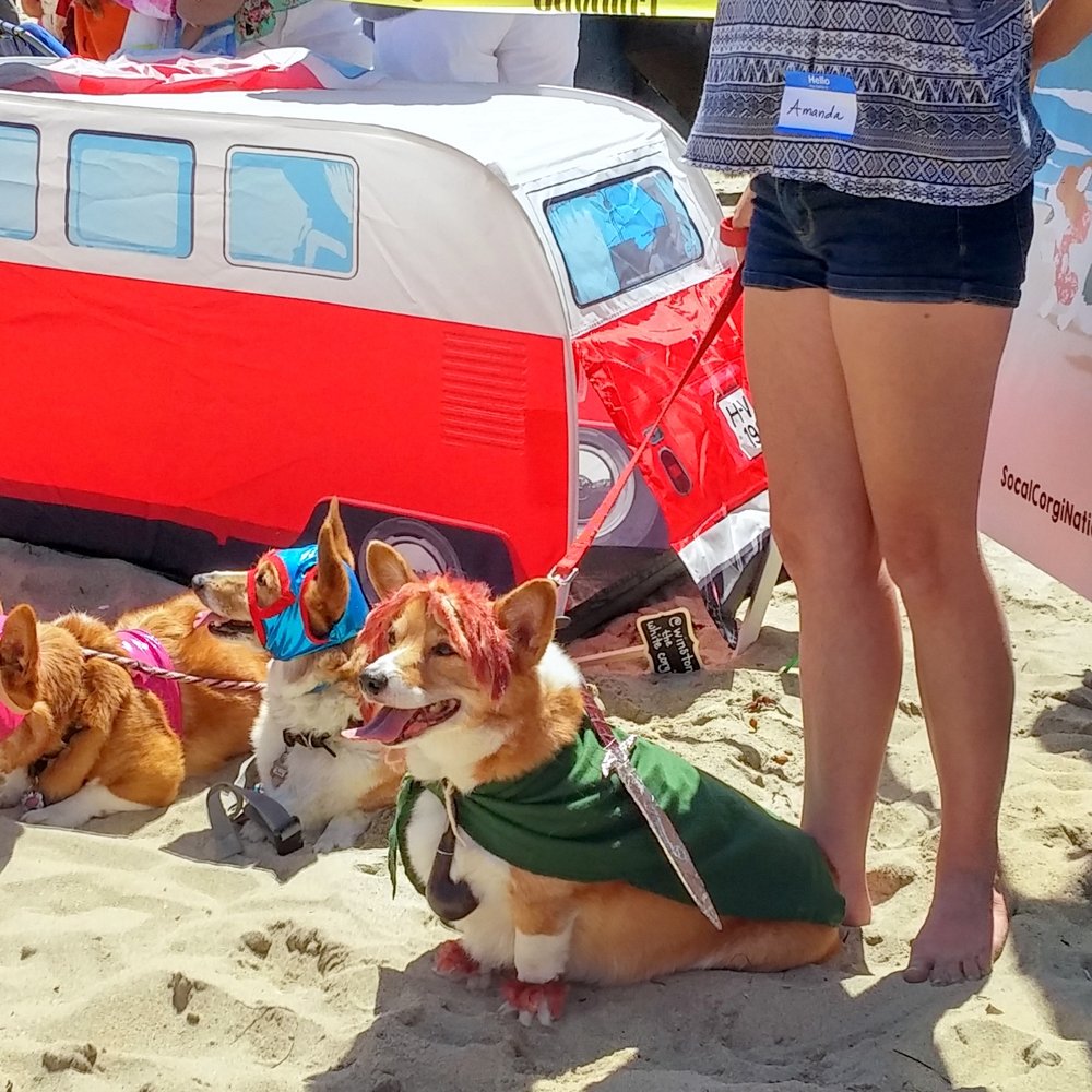 So Cal Corgi Beach Day - "Frodo" was the winner of the costume contest - Festivals Near Me - Huntington Beach, California