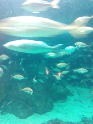 Aquarium Finisterrae by null