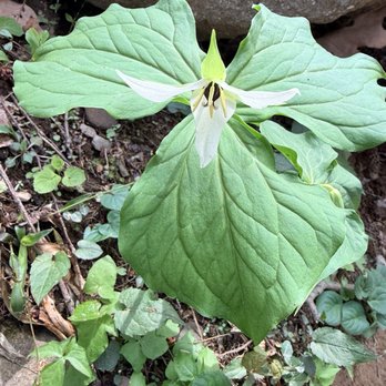 Rainbow Falls - Trillium in bloom - Hiking Near Me - Gatlinburg, Tennessee Rainbow Falls - Trillium in bloom - Hiking Near Me - Gatlinburg, Tennessee