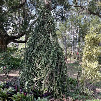 Mead Botanical Garden - Cacti - Botanical Gardens Near Me - Winter Park, Florida