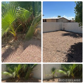 Grass Roots Landscape - Palm that was removed - Landscaping Near Me Grass Roots Landscape - Palm that was removed - Landscaping Near Me