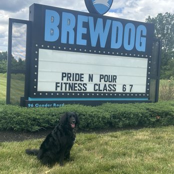 Brew Dog - Ready for a good time. - Breweries Near Me - Canal Winchester, Ohio
