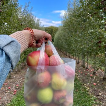 The Orchard At Doc Waters Cidery - a person holding a bag of apples - Cideries Near Me - Germantown, Maryland