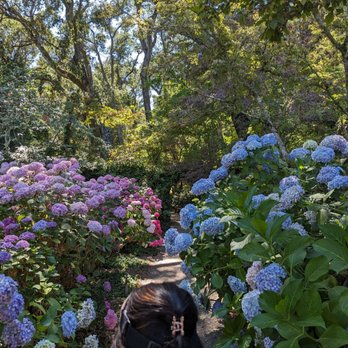 Filoli - hydrangeas - Botanical Gardens Near Me - Woodside, California