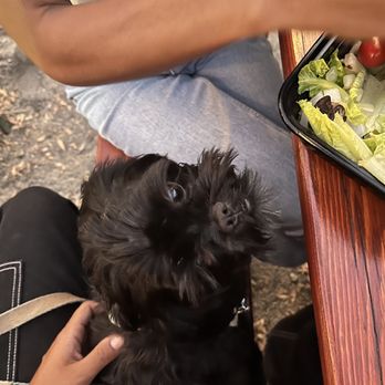 Salty Bear Brewing - a dog being fed a salad - Breweries Near Me - Costa Mesa, California
