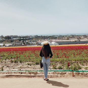 The Flower Fields - The top left area of the fields - few people in sight! On a Friday afternoon at 1/2pm - Venues & Event Spaces Near Me - Carlsbad, California