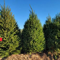 Maple Lane Nursery