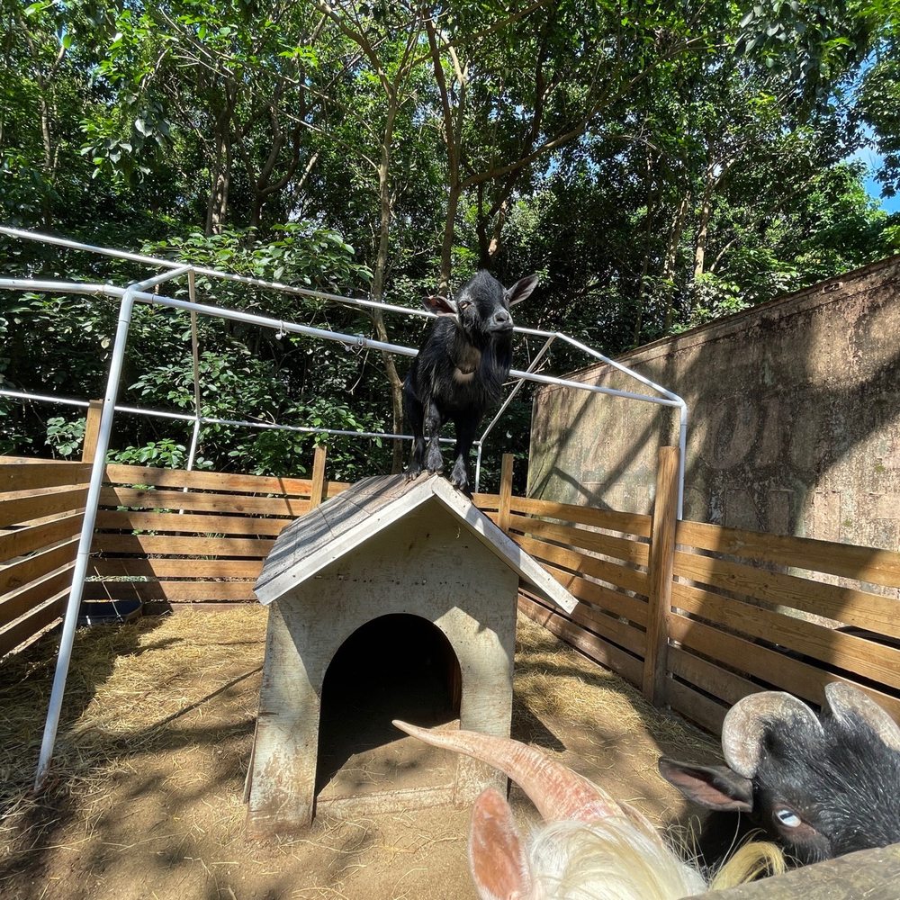 Happi Farm - This goat loved standing there!! - Community Service/Non-Profit Near Me - Davie, Florida Happi Farm - This goat loved standing there!! - Community Service/Non-Profit Near Me - Davie, Florida