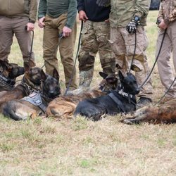 Service Dogs in training Belgian Malinois and Dutch Shepherds