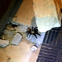 Tucumcari KOA - Tarantulas!
