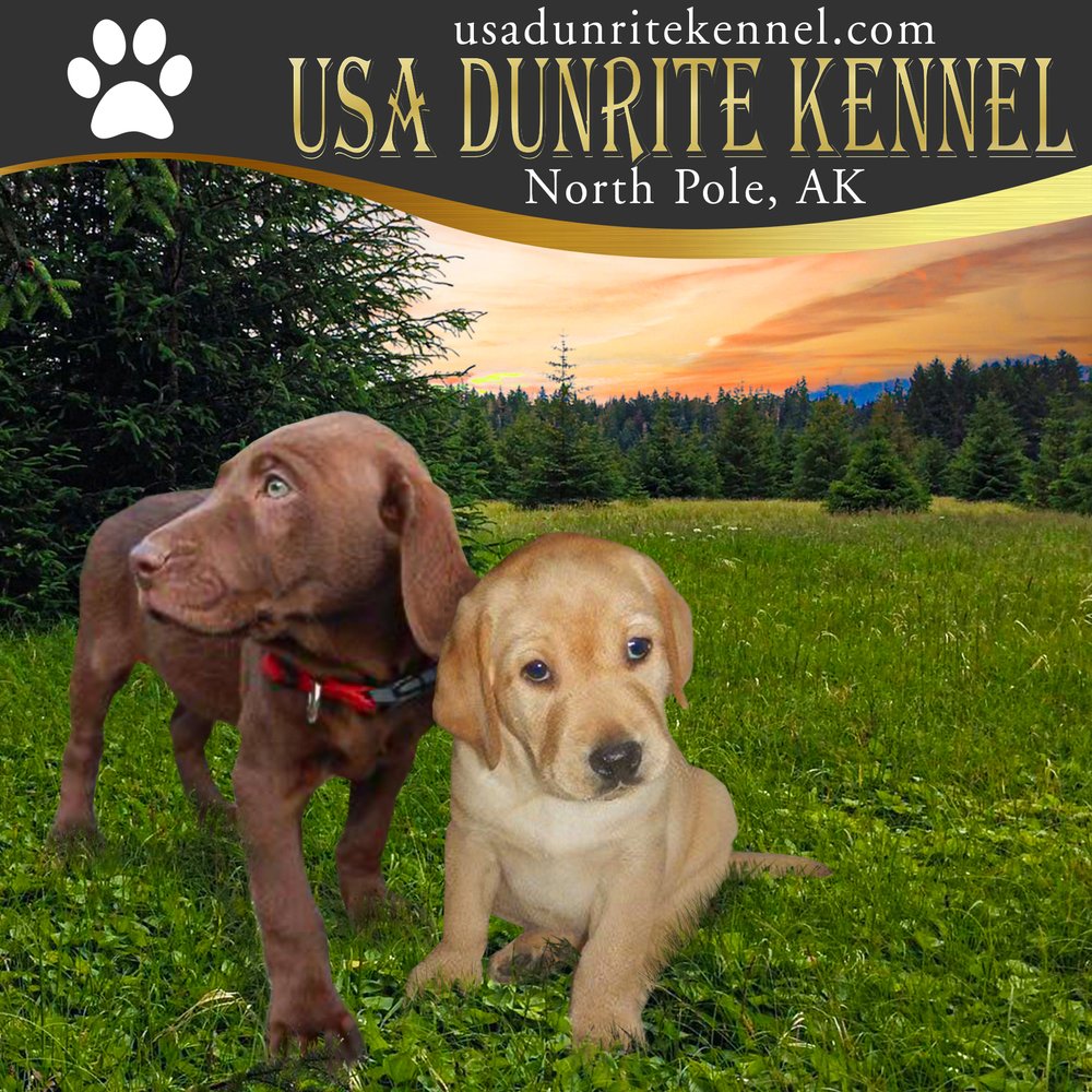 USA DUNRITE KENNEL Request Information 18 Photos Anchorage