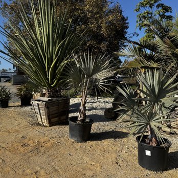 Flora Grubb Gardens - Large specimen size furcraea macdougalli & bismarckias - Nurseries & Gardening Near Me - Marina del Rey, California
