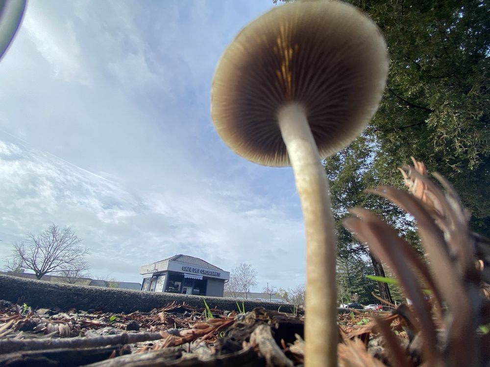 Café des Croissants