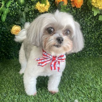 Pet Stop Grooming - Pet Groomers Near Me - Garden Grove, California