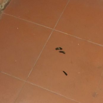 City View Lofts - Dog feces left in the staircase for over a month a half - Apartments Near Me - Houston, Texas City View Lofts - Dog feces left in the staircase for over a month a half - Apartments Near Me - Houston, Texas
