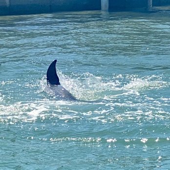 Allure Boat Rentals - Dolphins playing - Boat Charters Near Me - Englewood, Florida Allure Boat Rentals - Dolphins playing - Boat Charters Near Me - Englewood, Florida