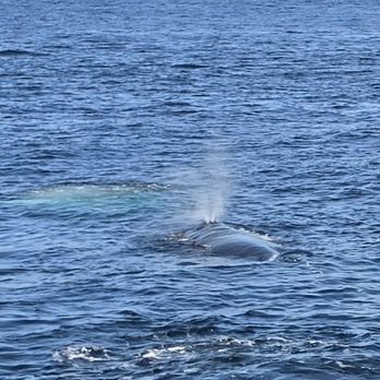 7 Seas Whale Watch - Whale Watching Tours Near Me - Gloucester, Massachusetts