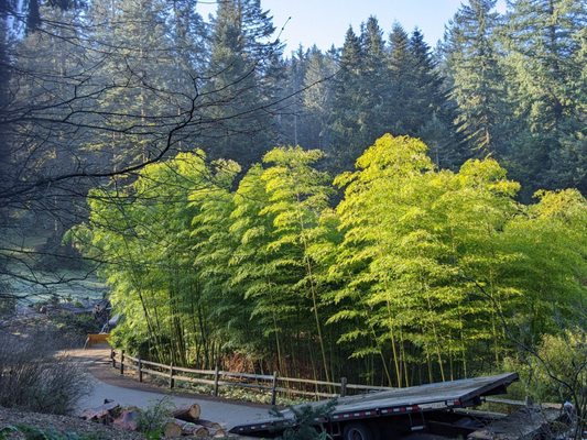 Hoyt Arboretum by null