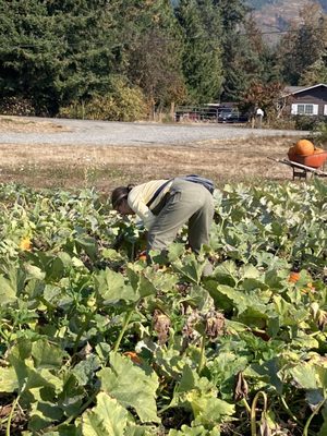 Alluvial Farms by null