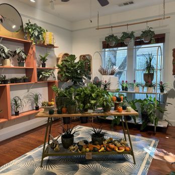 Oasis Plant Shop - Nurseries & Gardening Near Me - Dallas, Texas
