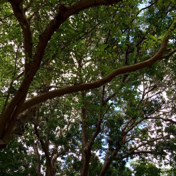 Flamingo Gardens - Tree Canopy - Botanical Gardens Near Me - Davie, Florida Flamingo Gardens - Tree Canopy - Botanical Gardens Near Me - Davie, Florida