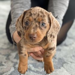 Paradise Dachshund - Cute dachshund puppy for sale
