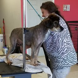 Auntie Puppy's Pet Spa