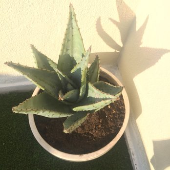 Green Touch Nursery - Nurseries & Gardening Near Me - Bellflower, California Green Touch Nursery - Nurseries & Gardening Near Me - Bellflower, California