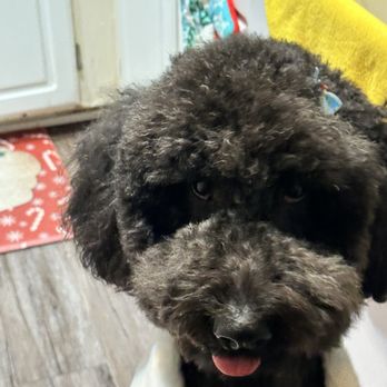 BubbLA Pet Salon - Pet Groomers Near Me - West Covina, California