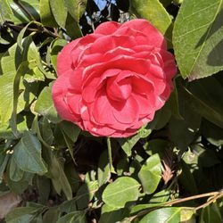 Arjun Reyes MD and Associates - Flower!