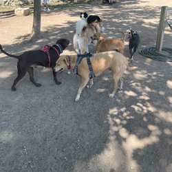 Forest River Park - My pups with the other pups