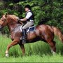 Photo of Run Free Farm