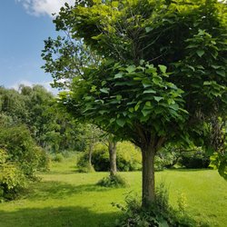 Arboretum At the Central Experimental Farm