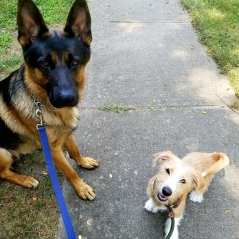 Heaven Scent Pet Services - Dog Walkers Near Me Heaven Scent Pet Services - Dog Walkers Near Me