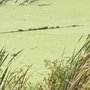 Arcadia Marsh