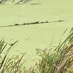 Arcadia Marsh - There are turtles lined up.