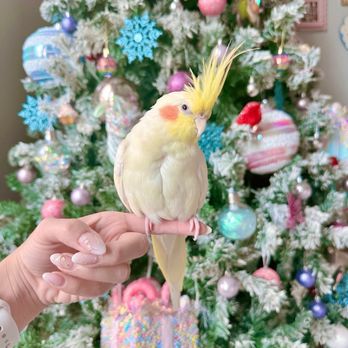 The Perfect Parrot - Omelette is ready for Christmas - Pet Stores Near Me - North Hollywood, California
