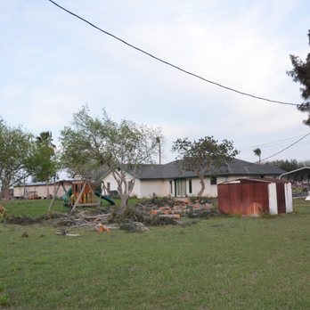 Gordillo Tree Services - Tall pine trees removed. - Tree Services Near Me - Harlingen, Texas Gordillo Tree Services - Tall pine trees removed. - Tree Services Near Me - Harlingen, Texas