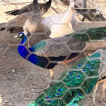 Luchia's Restaurant - Peacocks - New American Near Me - Wikieup, Arizona Luchia's Restaurant - Peacocks - New American Near Me - Wikieup, Arizona