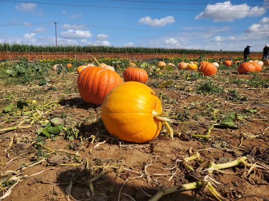 Carlsbad Strawberry Company by null