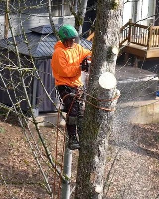 MR. TREE - Updated July 2026 - 56 Photos & 53 Reviews - 8560 SE 172nd ...